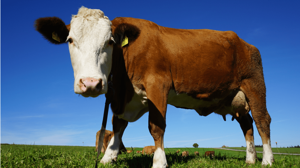 M2M and IoT is Connecting Farms and Livestock
